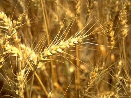 Классика всегда востребована: предлагаем выращивать пшеницу и ячмень по нашему бизнес-плану